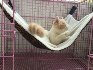 Cat Hammock - UsefulThingy