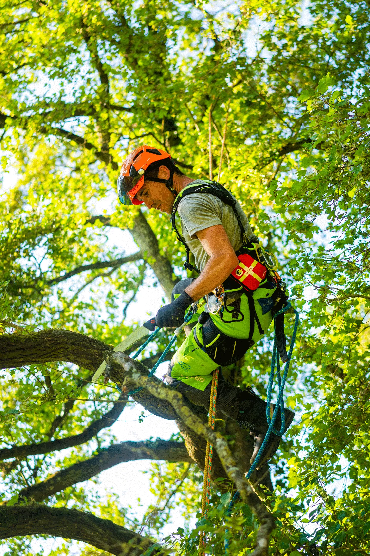 Koala Tree Climbing Harness
